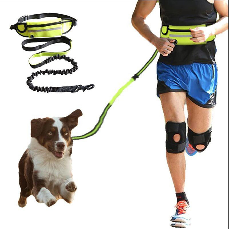 Walking/running leash + harness for dog