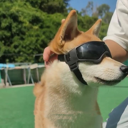 Dog UV Protective Goggles