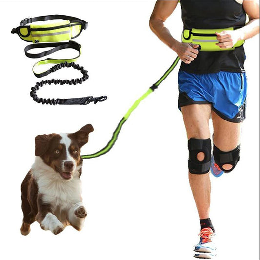 Walking/running leash + harness for dog